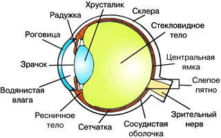Урок Физики Глаз Зрение Презентация