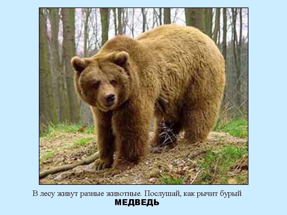 Голоса животных скачать бесплатно mp3 медведь